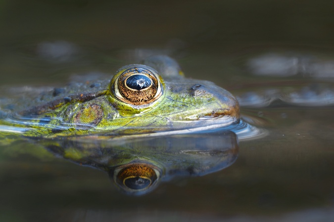 Frosch mit Selfie