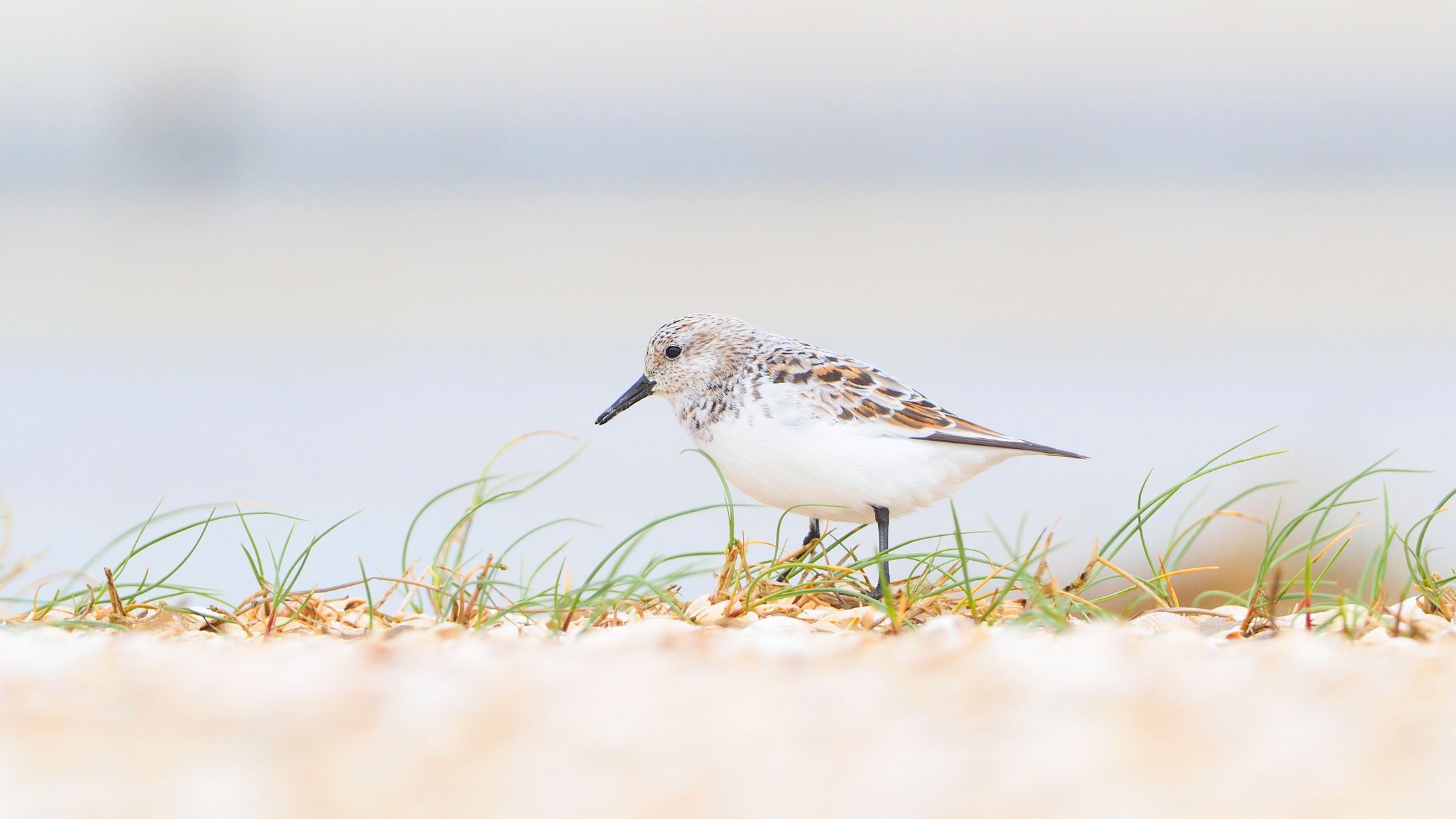 Sanderling