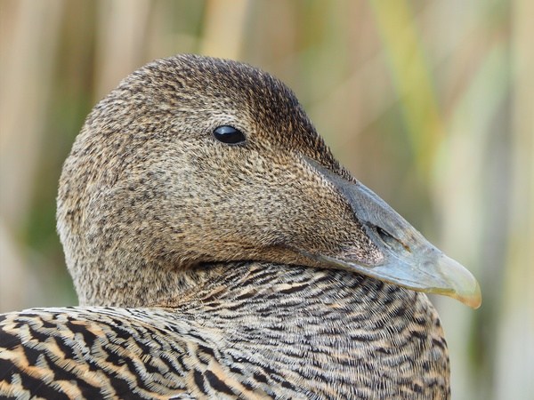 Eider ...