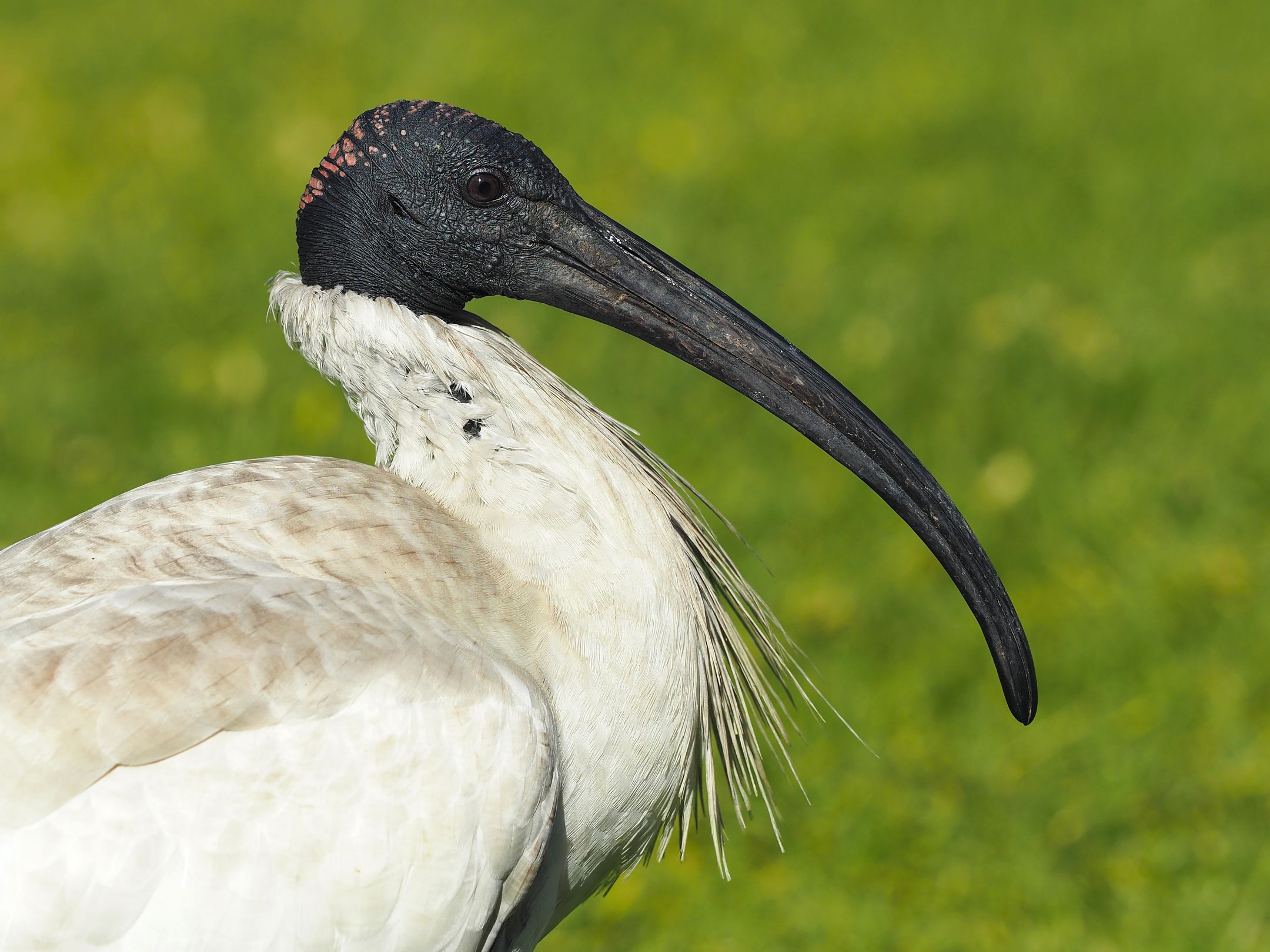 Molukkenibis