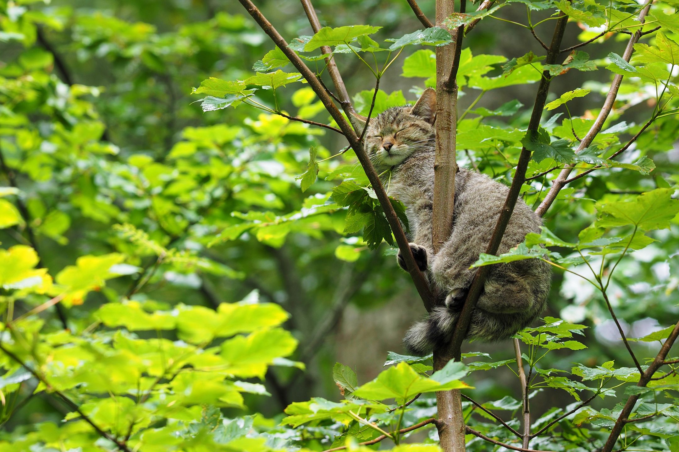 Wildkatze im Baum