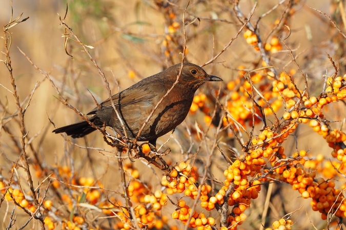 Junge Amsel