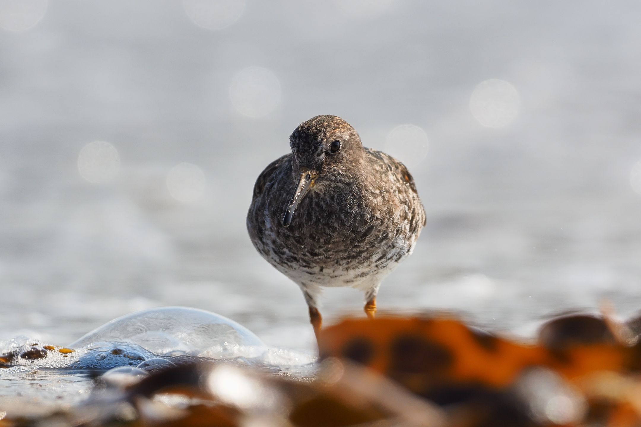 Meerstrandläufer