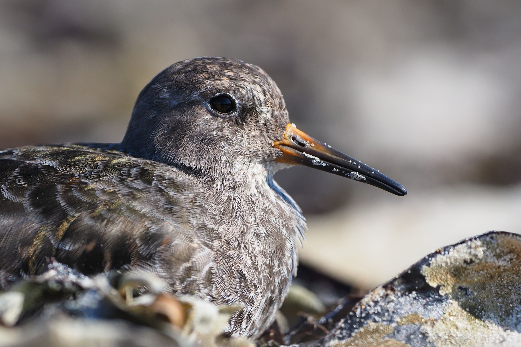 Meerstrandläufer