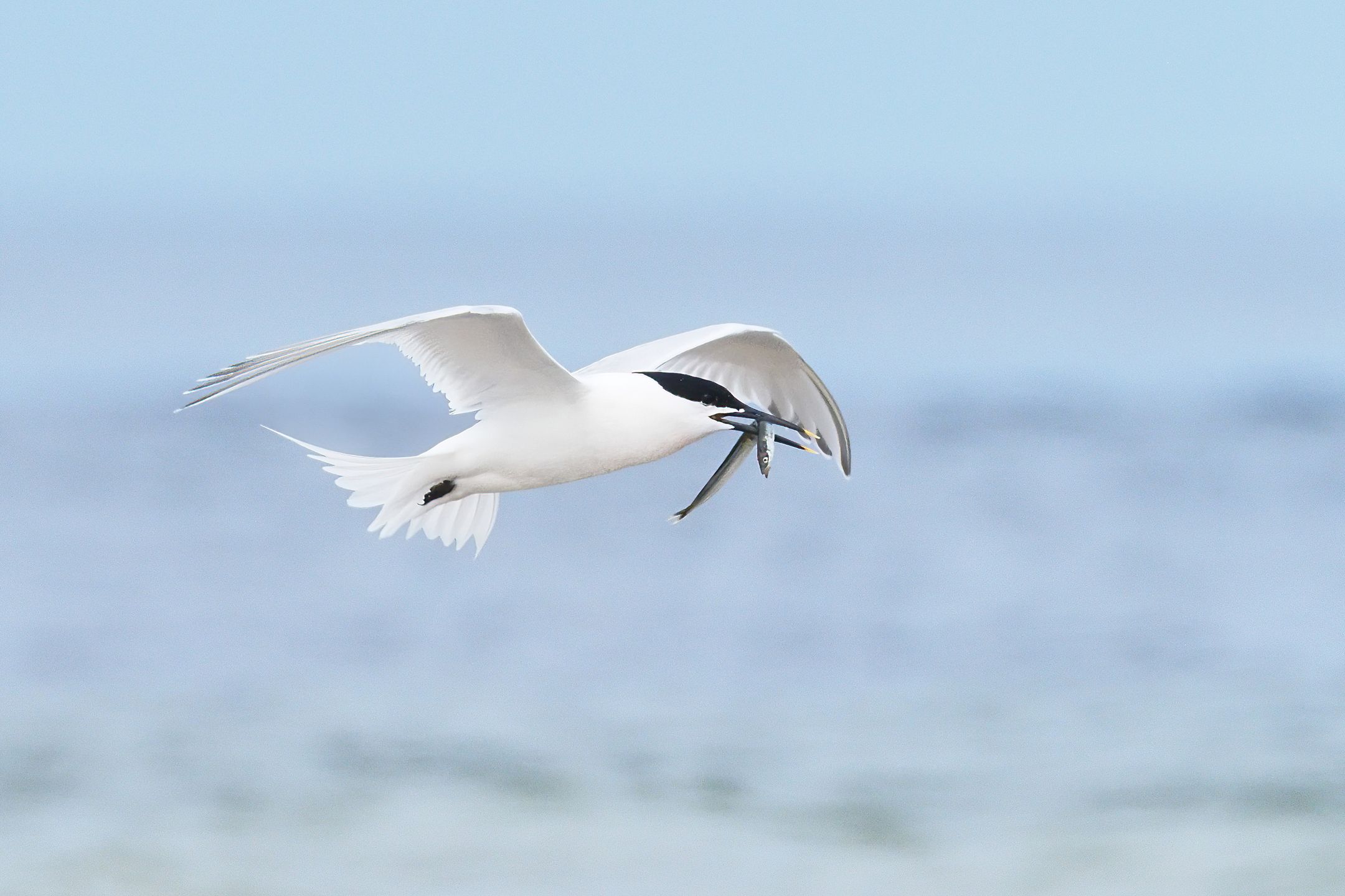 Im Flug