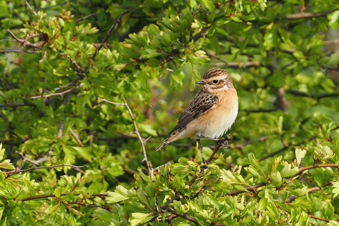 Braunkehlchen
