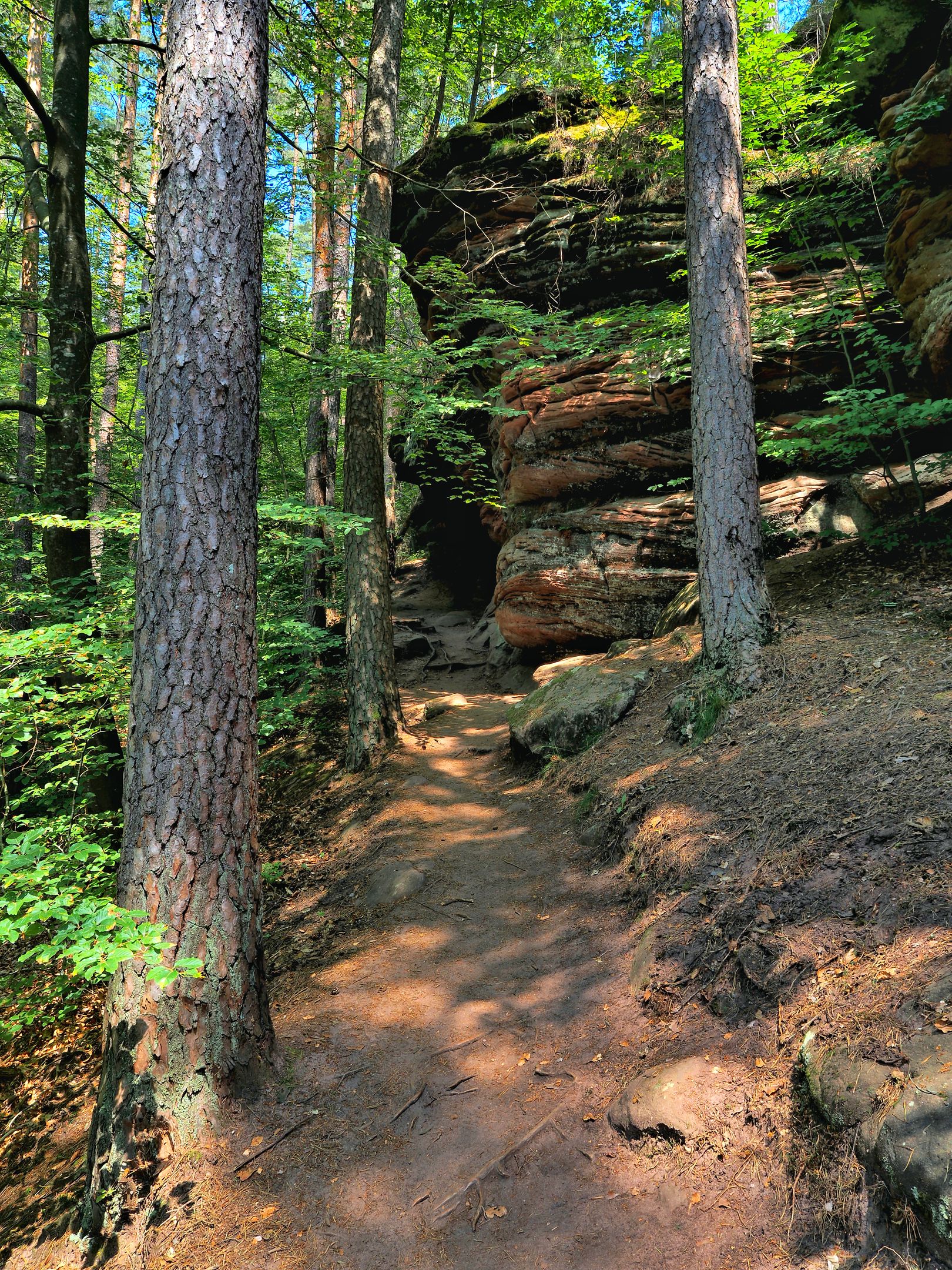 Pfälzer Wald