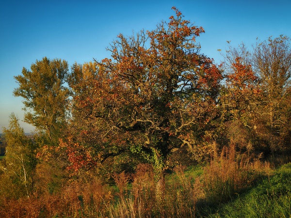 Herbst in den Weinbergen