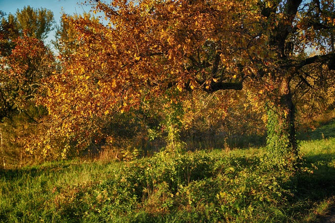 Herbst in den Weinbergen